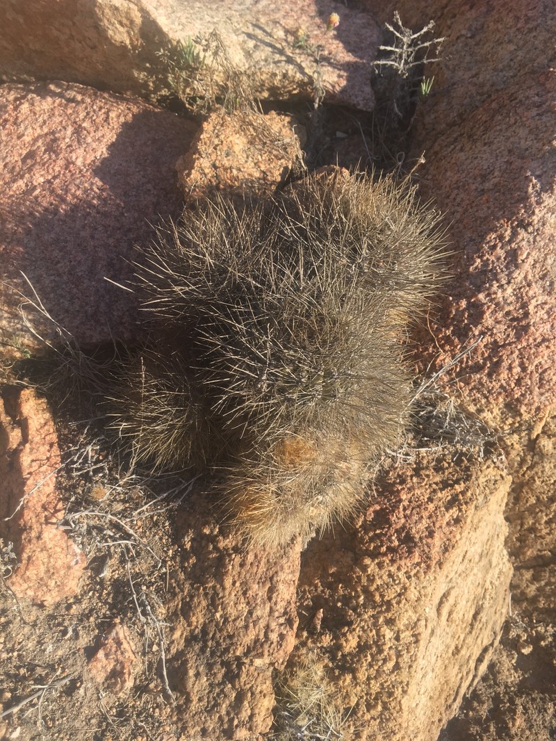 Eriosyce litoralis photo 8