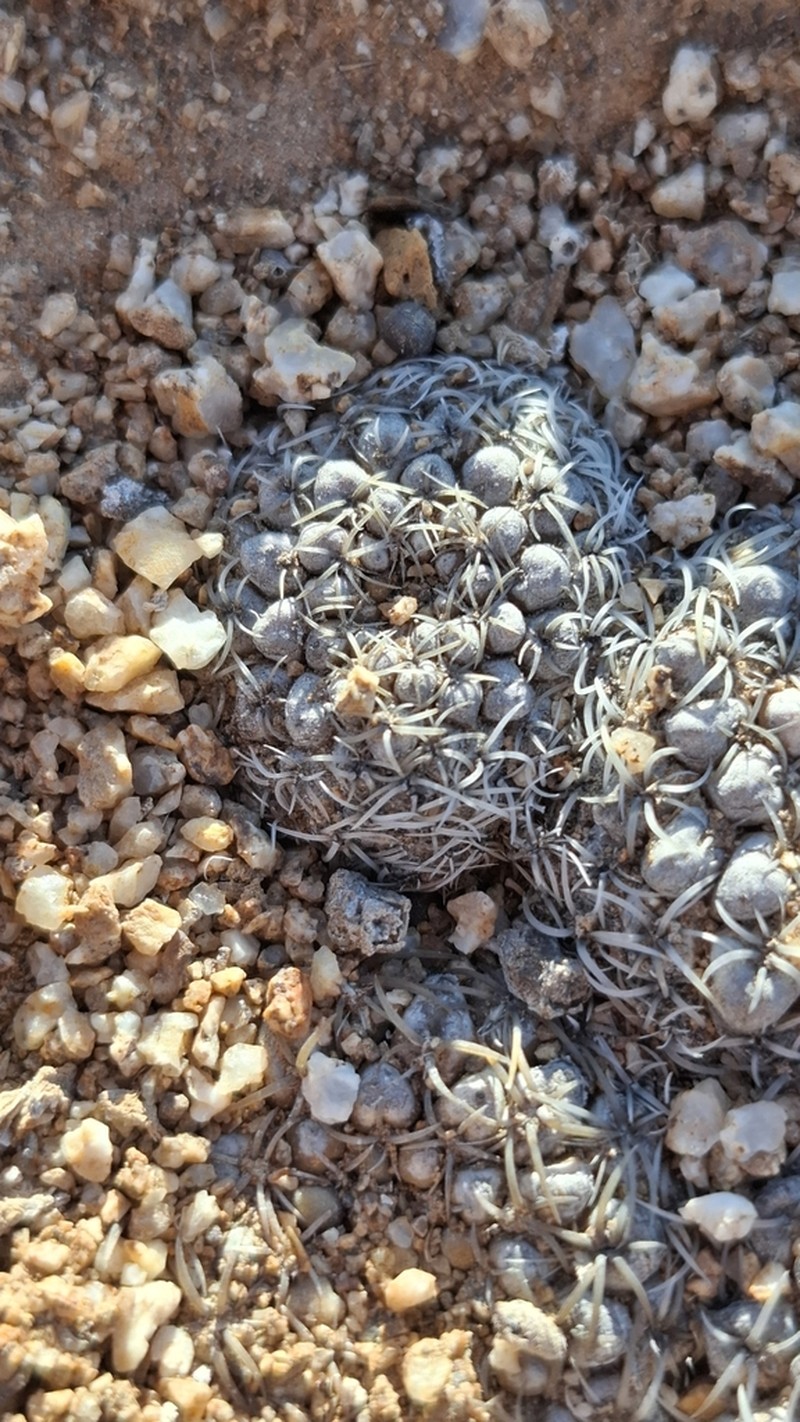 Eriosyce malleolata photo 2
