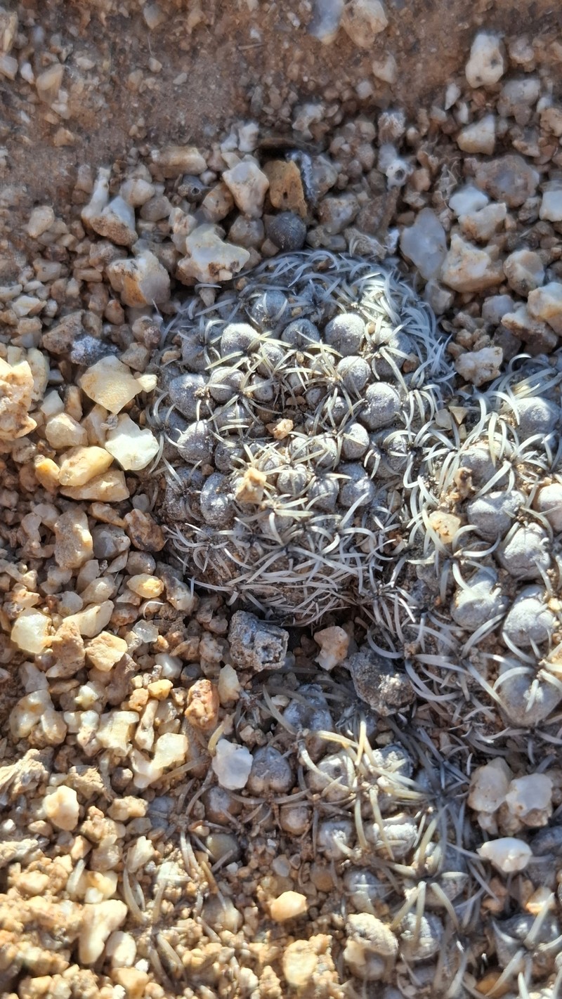 Eriosyce malleolata photo 3