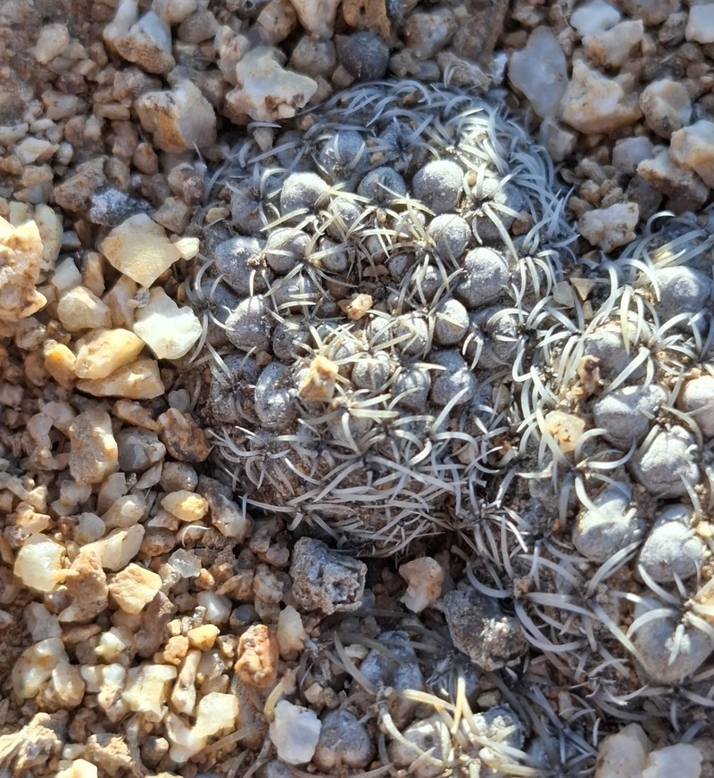 Eriosyce malleolata