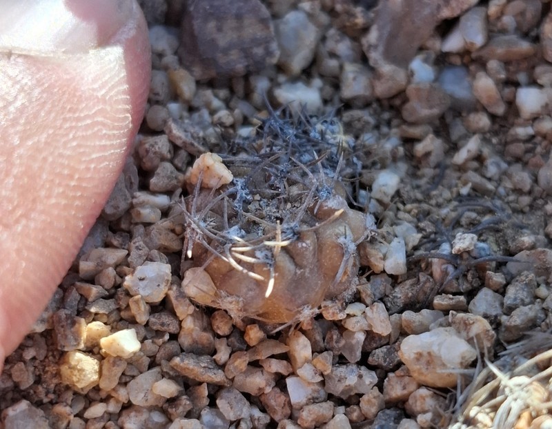 Eriosyce malleolata photo 4