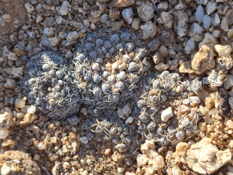 Eriosyce malleolata photo 5
