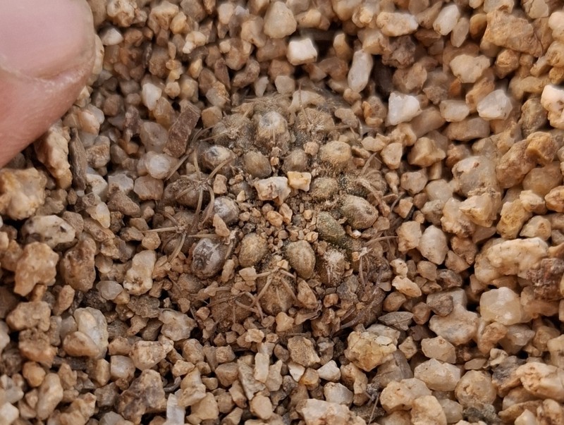 Eriosyce malleolata photo 6