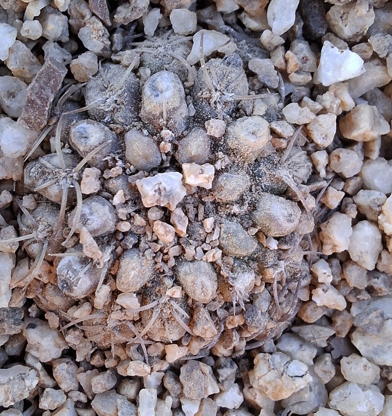 Eriosyce malleolata photo 7