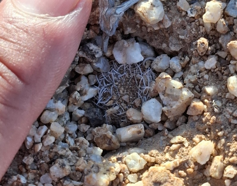 Eriosyce malleolata photo 8