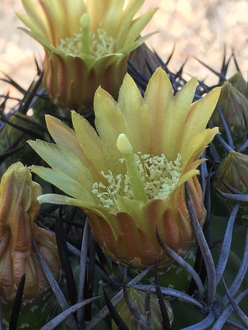 Eriosyce marksiana var. marksiana