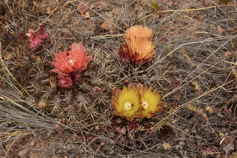 Eriosyce mutabilis photo 2