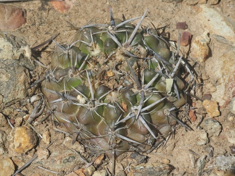 Eriosyce mutabilis photo 3
