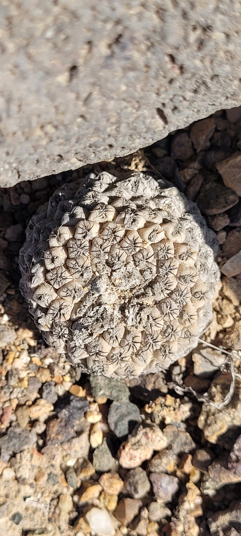 Eriosyce napina subsp. napina photo 2