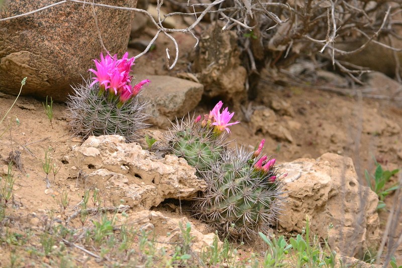 Eriosyce nigrihorrida