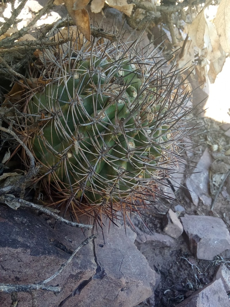 Eriosyce orientalis photo 2