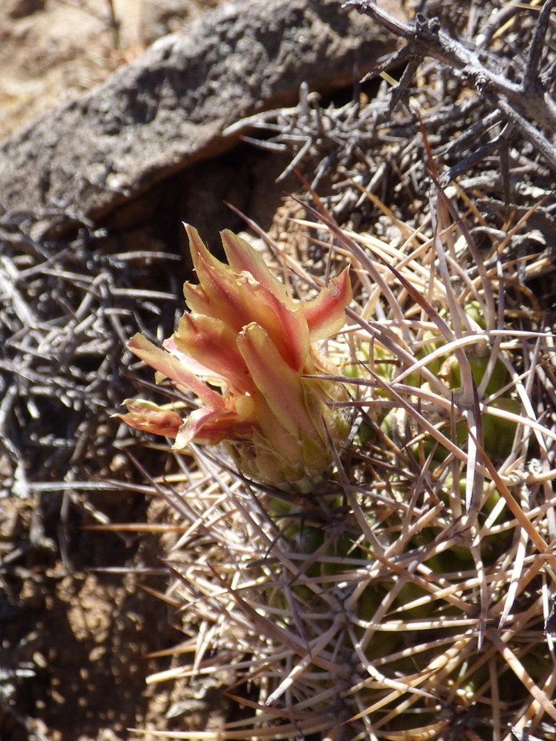Eriosyce orientalis photo 3