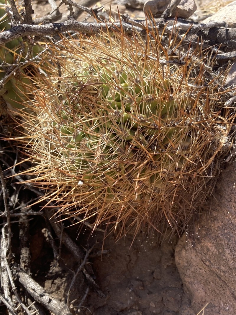 Eriosyce orientalis photo 4