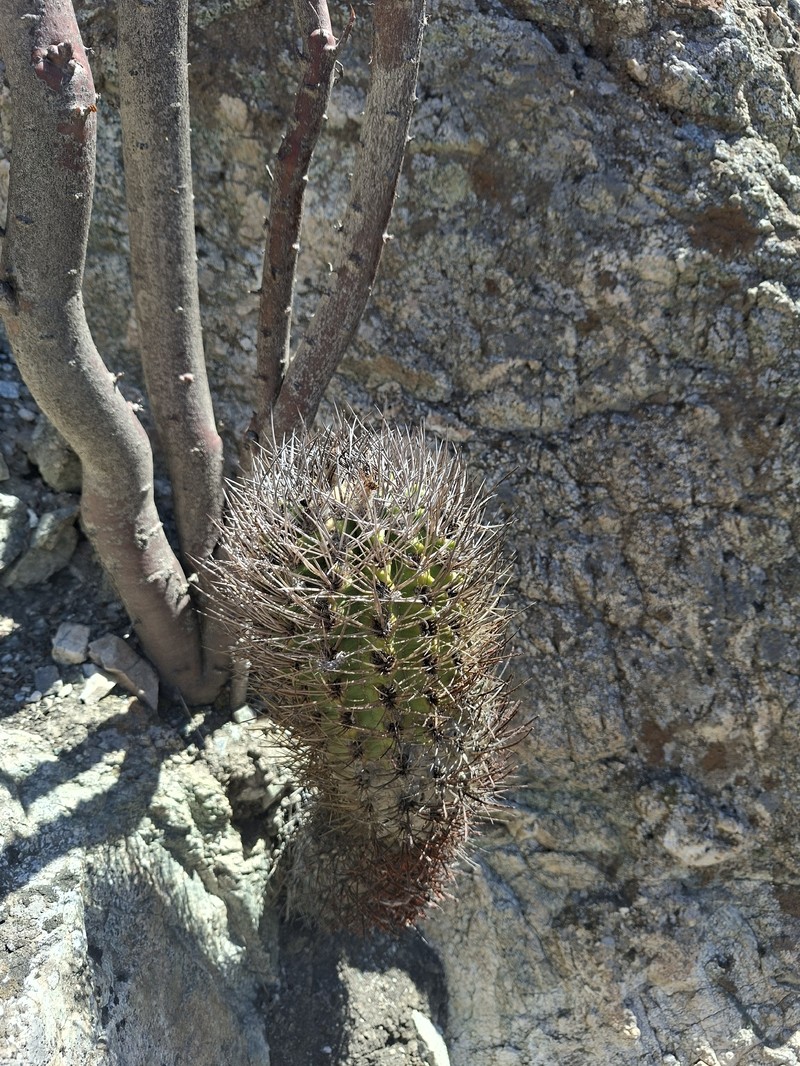 Eriosyce paucicostata subsp. paucicostata