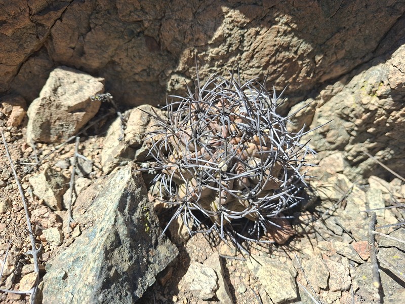 Eriosyce paucicostata subsp. paucicostata photo 2