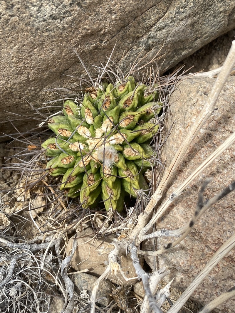 Eriosyce paucicostata subsp. paucicostata photo 3