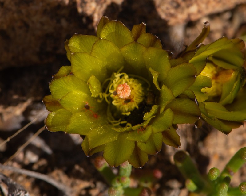 Eriosyce riparia photo 6