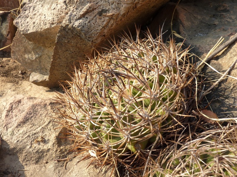 Eriosyce robusta photo 2