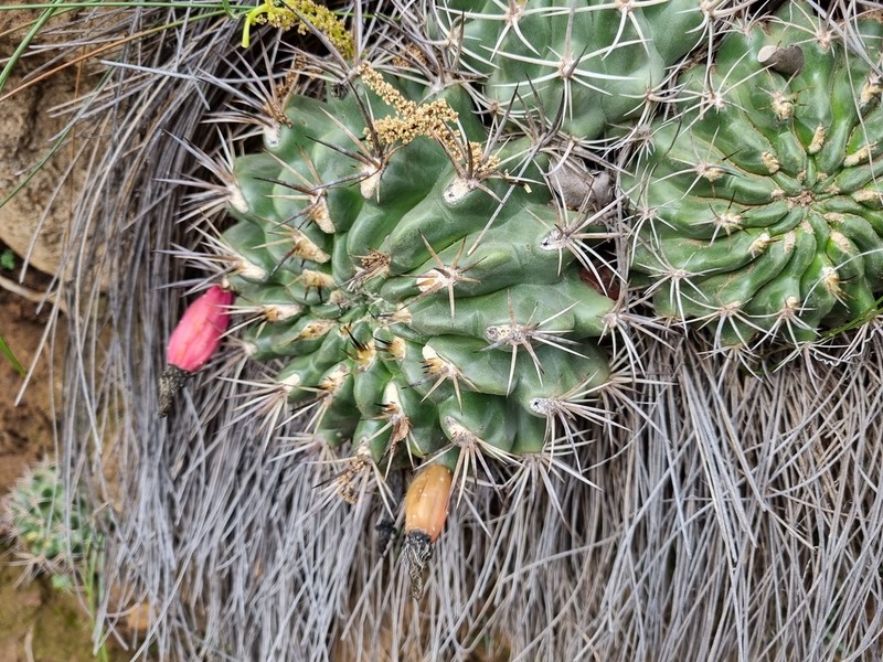 Eriosyce robusta photo 3