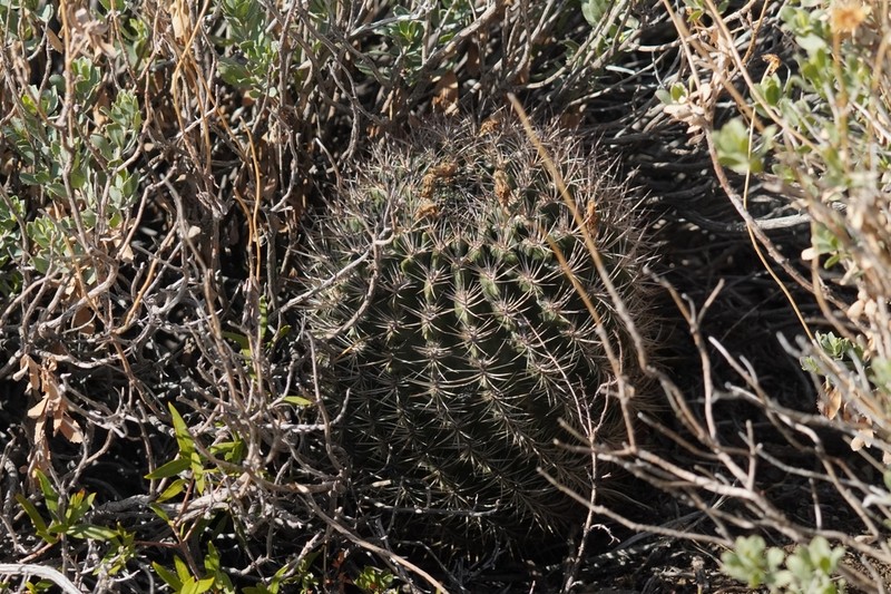 Eriosyce robusta photo 5