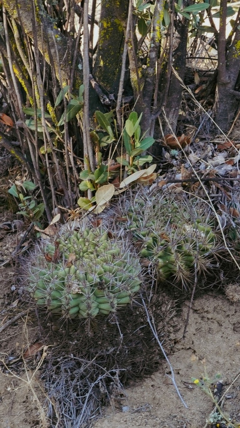 Eriosyce robusta photo 8
