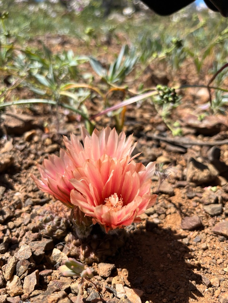 Eriosyce spectabilis photo 2