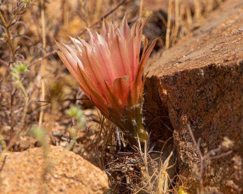 Eriosyce spectabilis photo 4