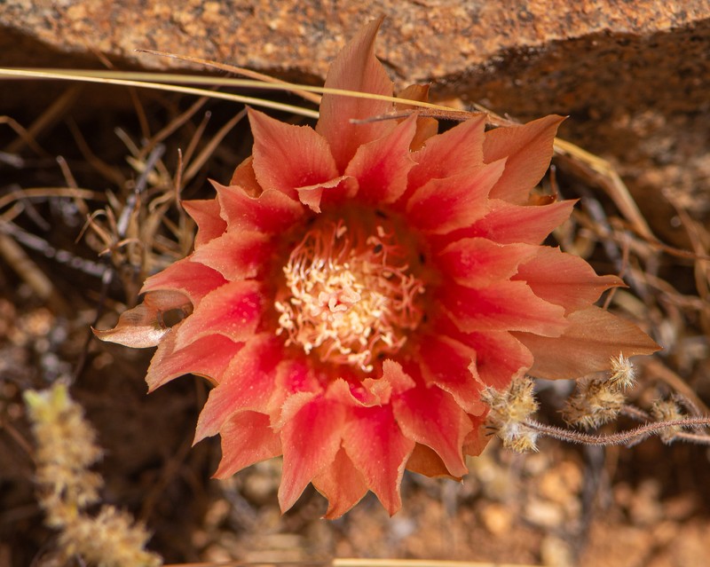 Eriosyce spectabilis