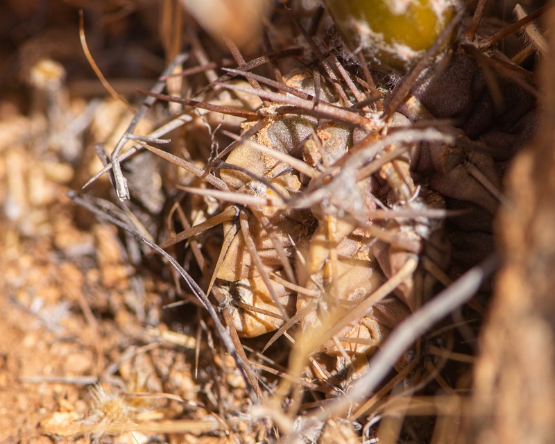 Eriosyce spectabilis photo 5