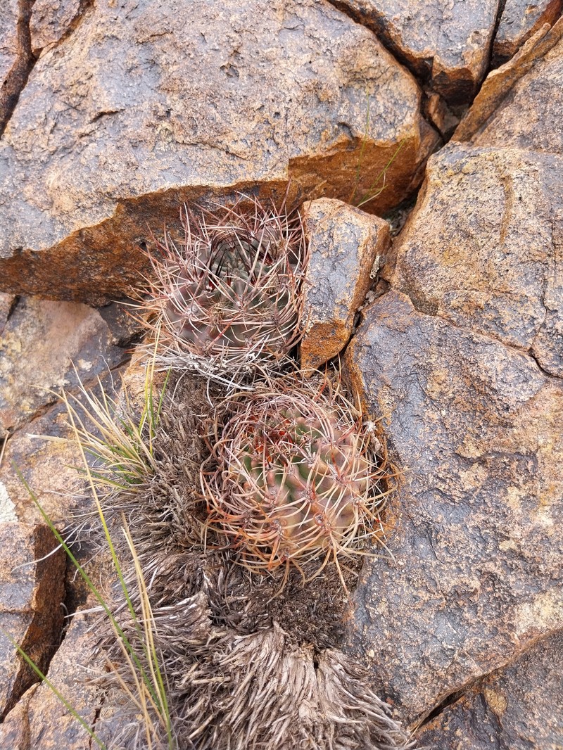 Eriosyce strausiana subsp. strausiana