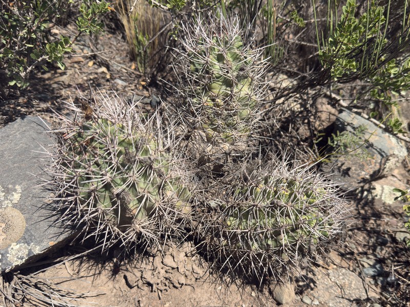 Eriosyce strausiana subsp. strausiana photo 2