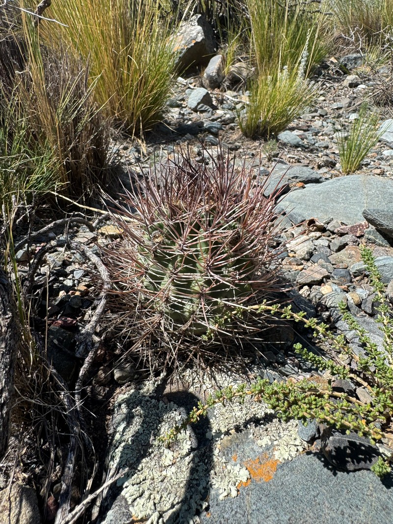 Eriosyce strausiana subsp. strausiana photo 3