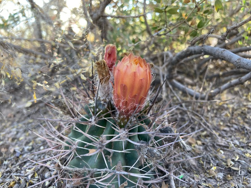 Eriosyce strausiana subsp. strausiana photo 4
