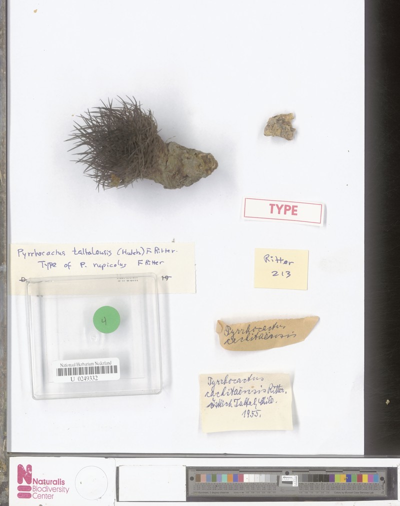 Eriosyce taltalensis subsp. taltalensis