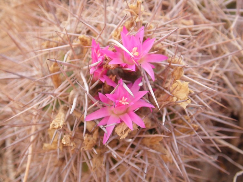 Eriosyce vallenarensis