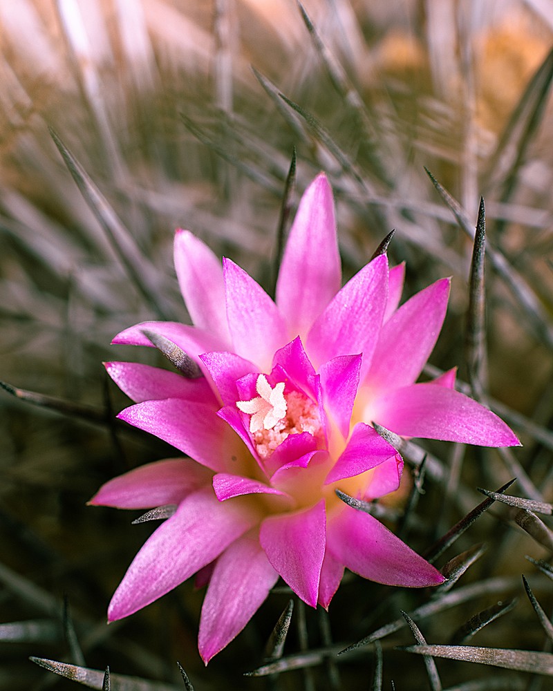 Eriosyce vallenarensis photo 2