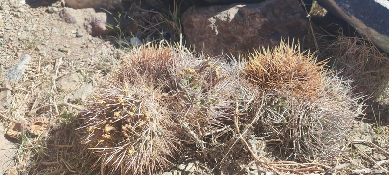 Eriosyce vallenarensis photo 4