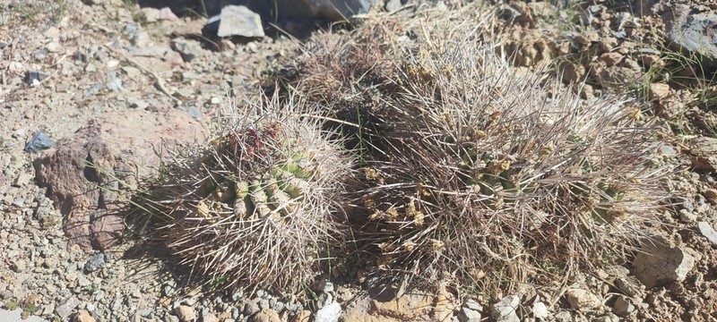 Eriosyce vallenarensis photo 5