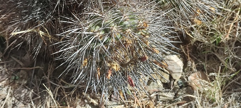 Eriosyce vallenarensis photo 8