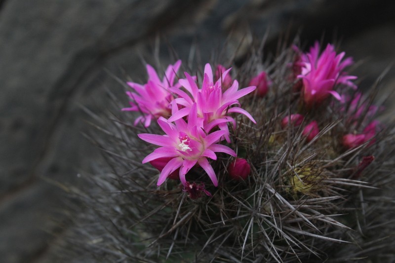 Eriosyce wagenknechtii