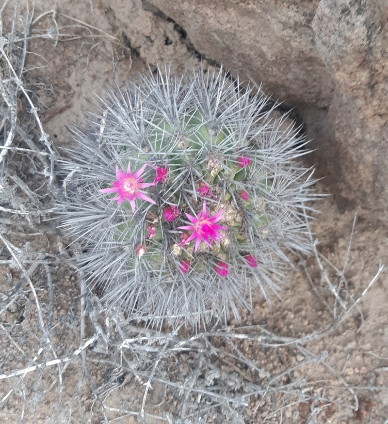 Eriosyce wagenknechtii photo 2