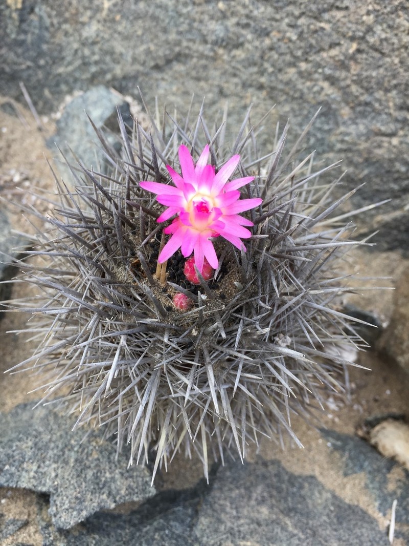 Eriosyce wagenknechtii photo 3