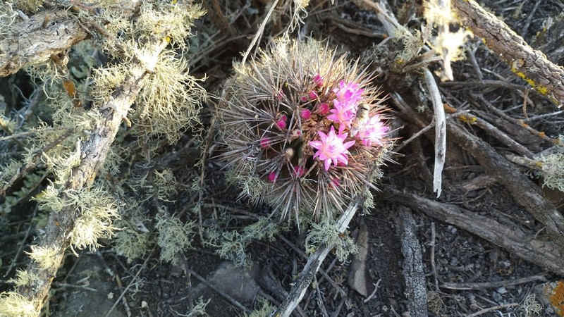 Eriosyce wagenknechtii photo 5