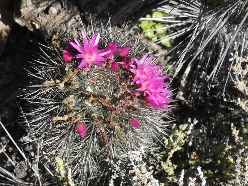 Eriosyce wagenknechtii photo 7