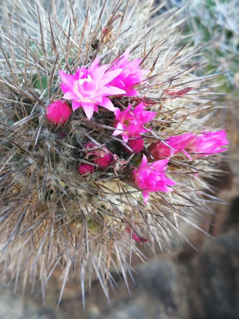 Eriosyce wagenknechtii photo 8