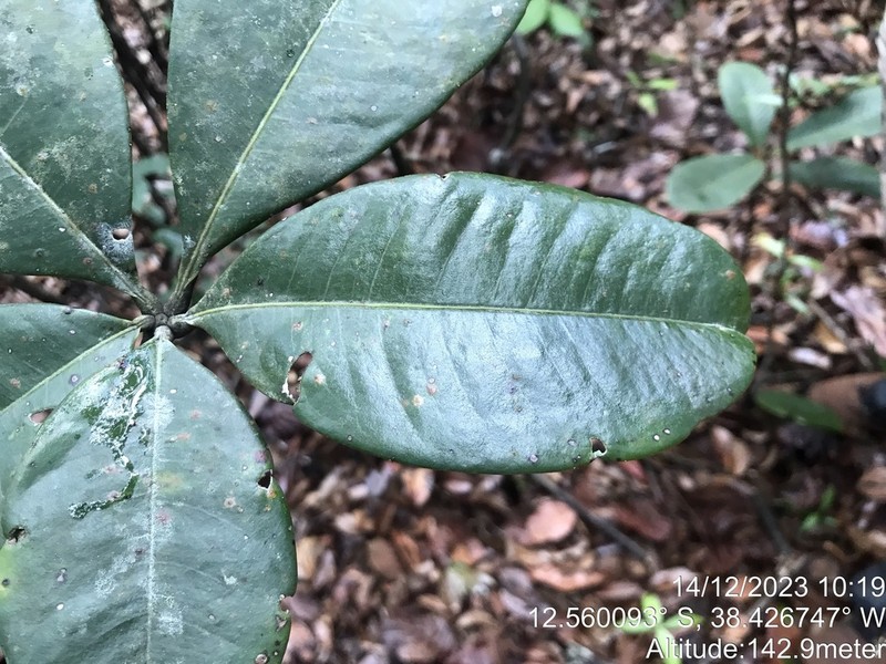 Eriotheca bahiensis