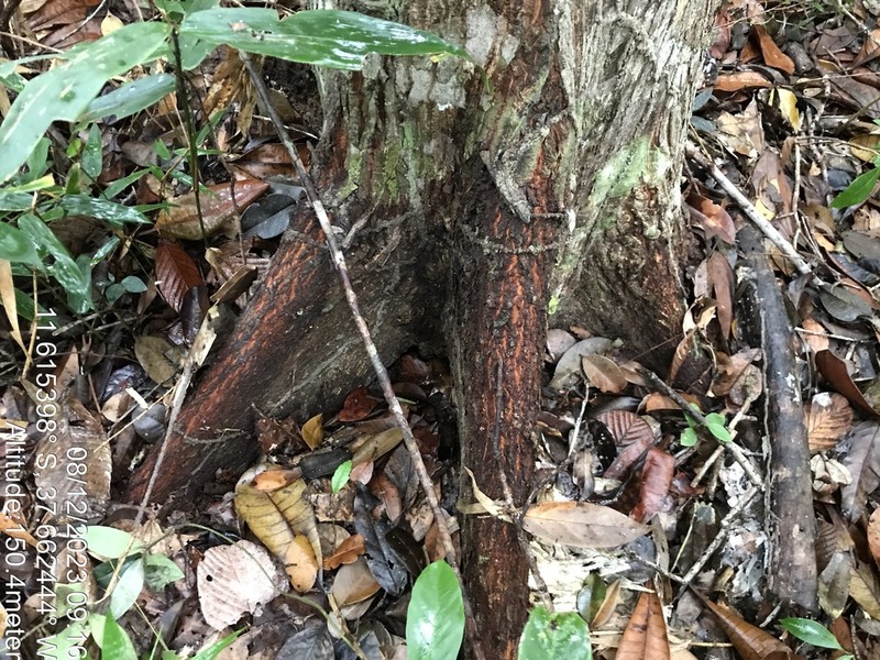 Eriotheca bahiensis photo 2