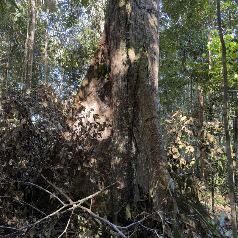 Eriotheca bahiensis photo 3