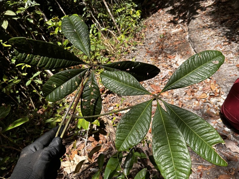 Eriotheca bahiensis photo 4