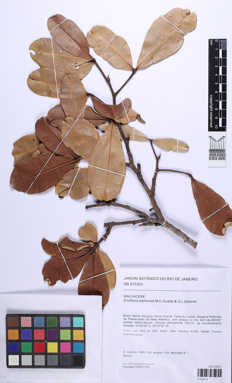 Eriotheca bahiensis photo 6